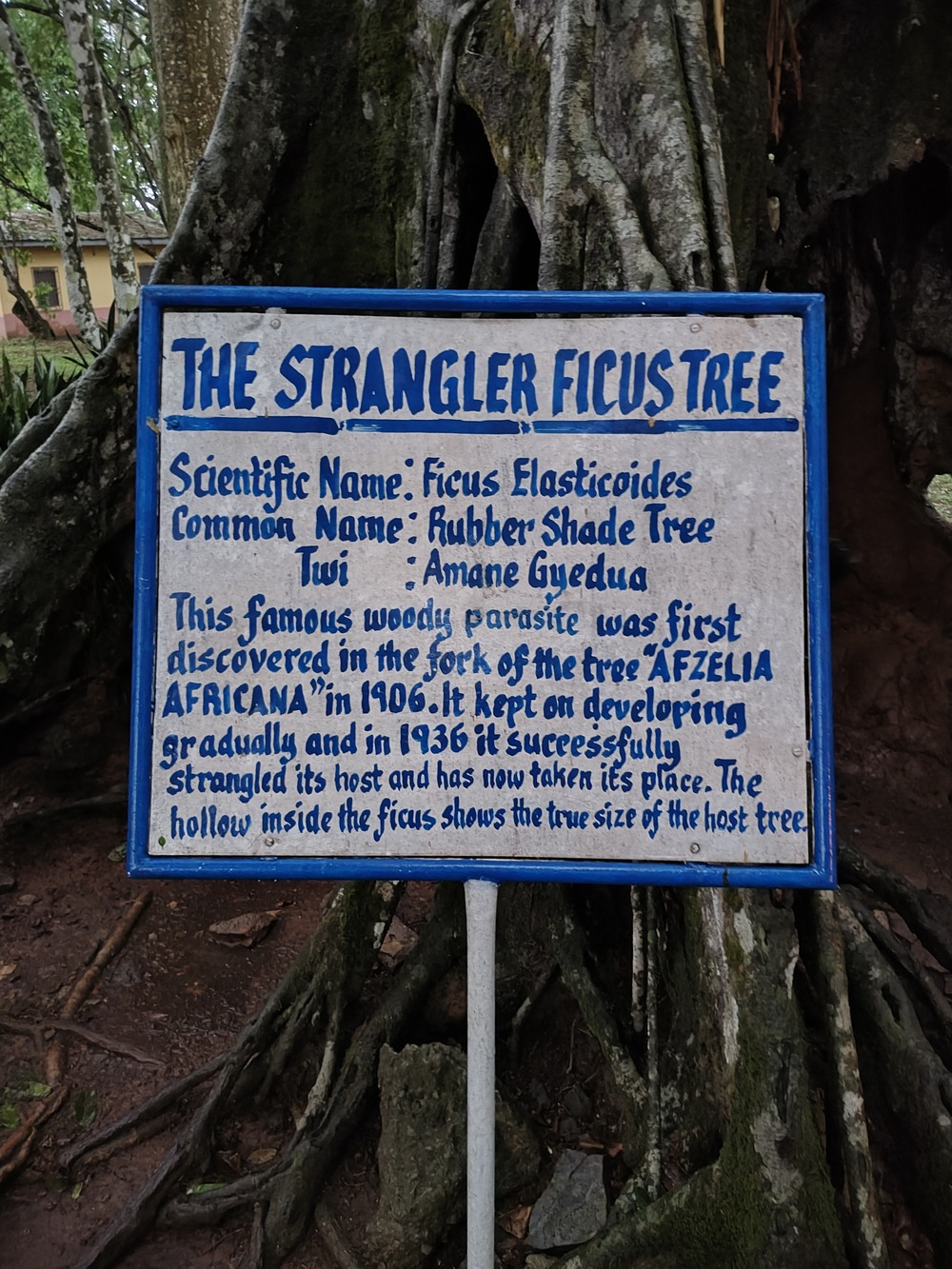 About-Strangler-Tree-COMPRESSED