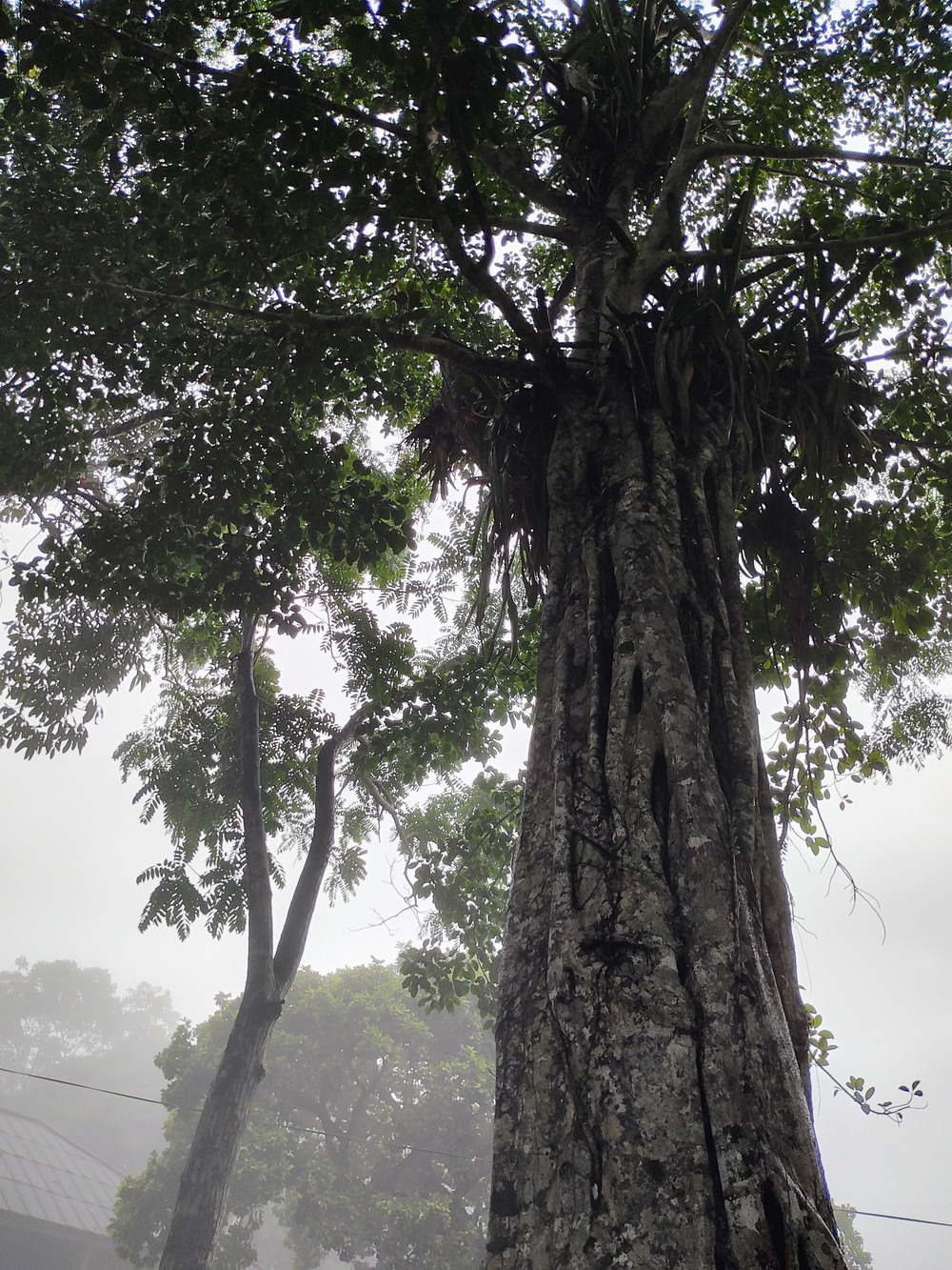 Shea-nut-tree-COMPRESSED